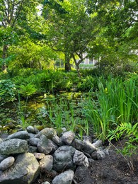 Pile of rocks and plant growing near beautiful pond outdoors on summer day