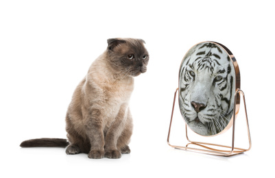 Cat and mirror with reflection of bengal tiger on white background