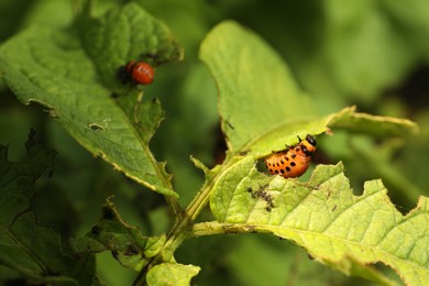 Photo of Colorado potato beetle larvae on green plant outdoors, closeup