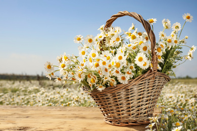 Basket with beautiful chamomiles on wooden table in field