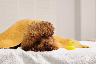 Photo of Cute Maltipoo dog wrapped in towel near rubber duck indoors, space for text. Lovely pet