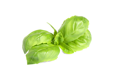 Fresh green basil leaves isolated on white