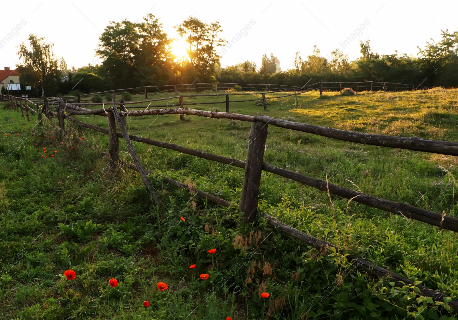 Photo of Picturesque view of countryside with wooden fence and blooming poppies in morning