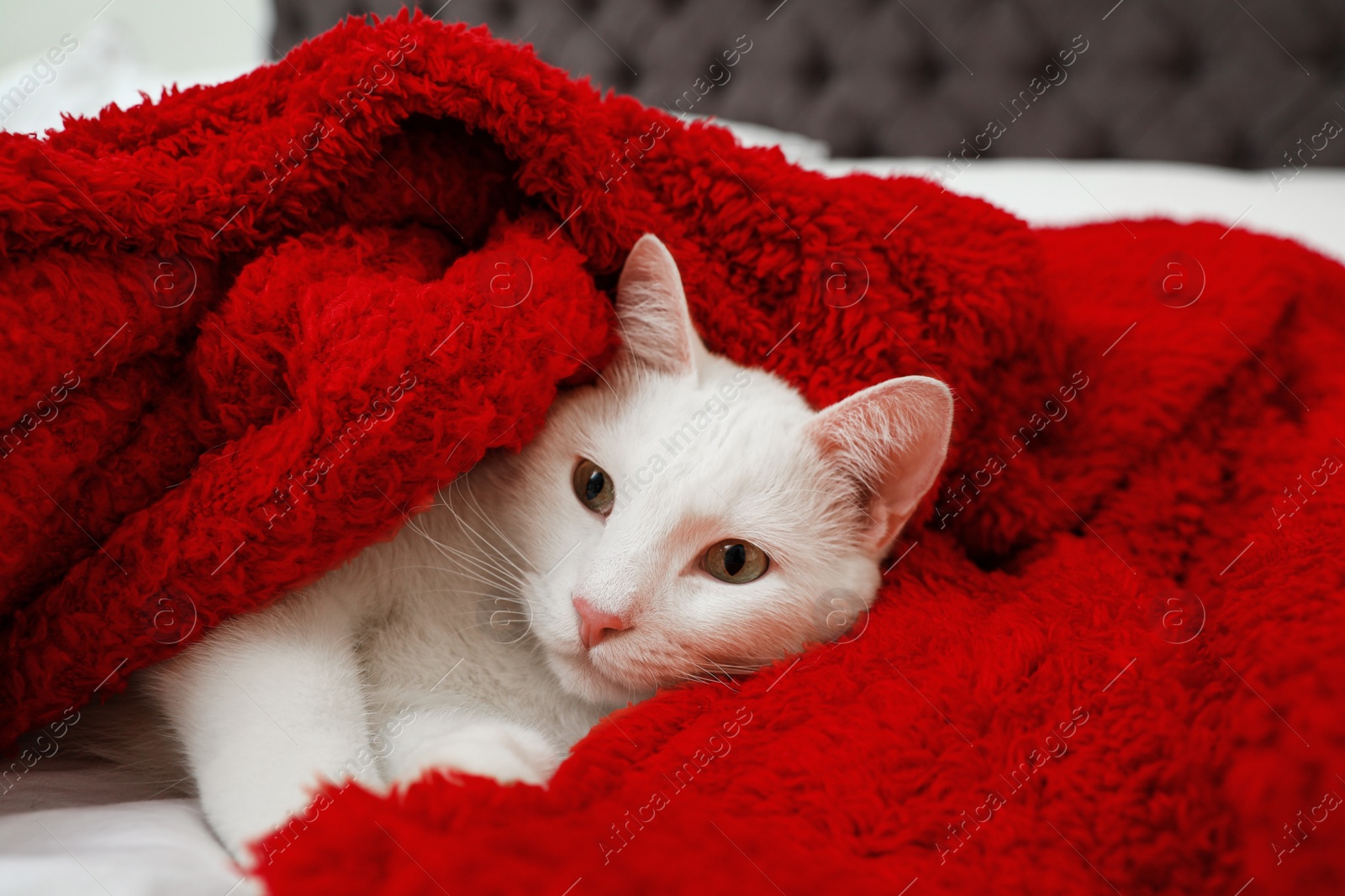 Photo of Cute white cat under red blanket on bed. Cozy winter