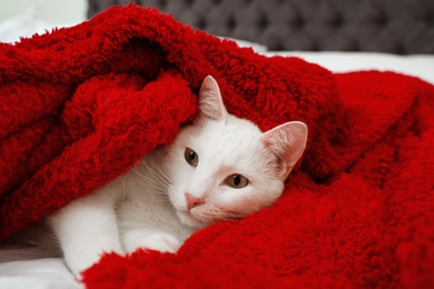 Photo of Cute white cat under red blanket on bed. Cozy winter