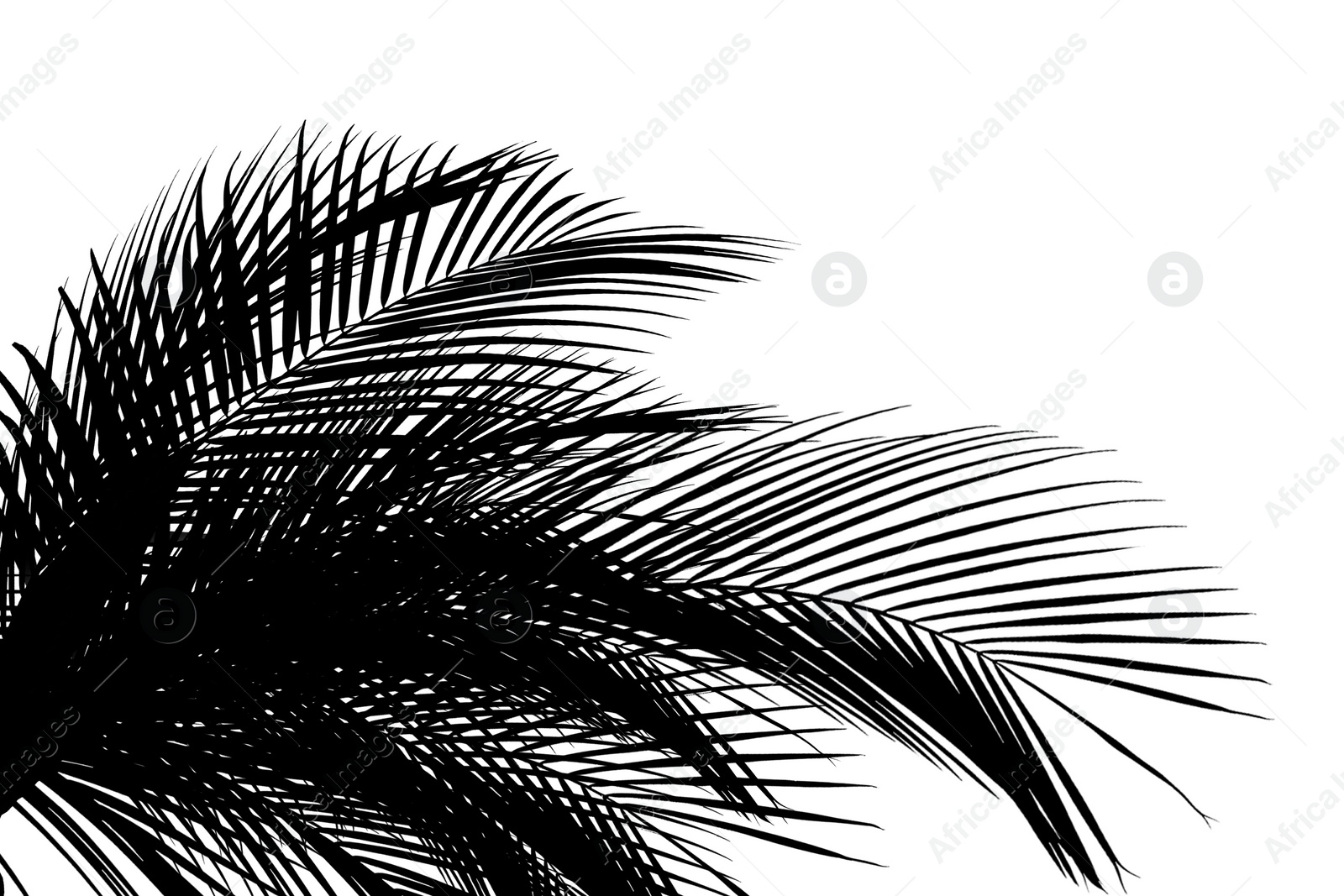 Image of Silhouette of beautiful palm leaves on white background