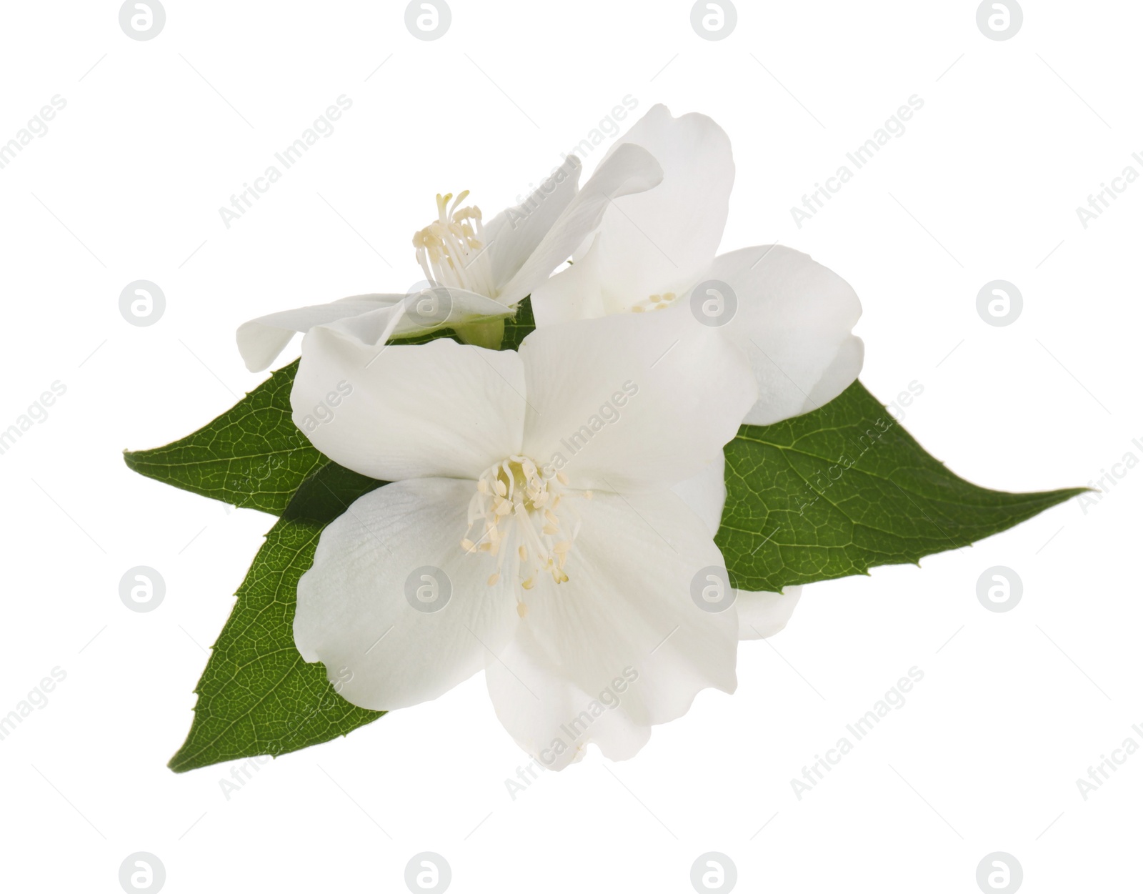 Photo of Branch of jasmine flowers and leaves isolated on white