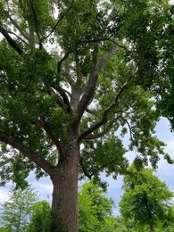 Beautiful tree with green leaves outdoors, low angle view