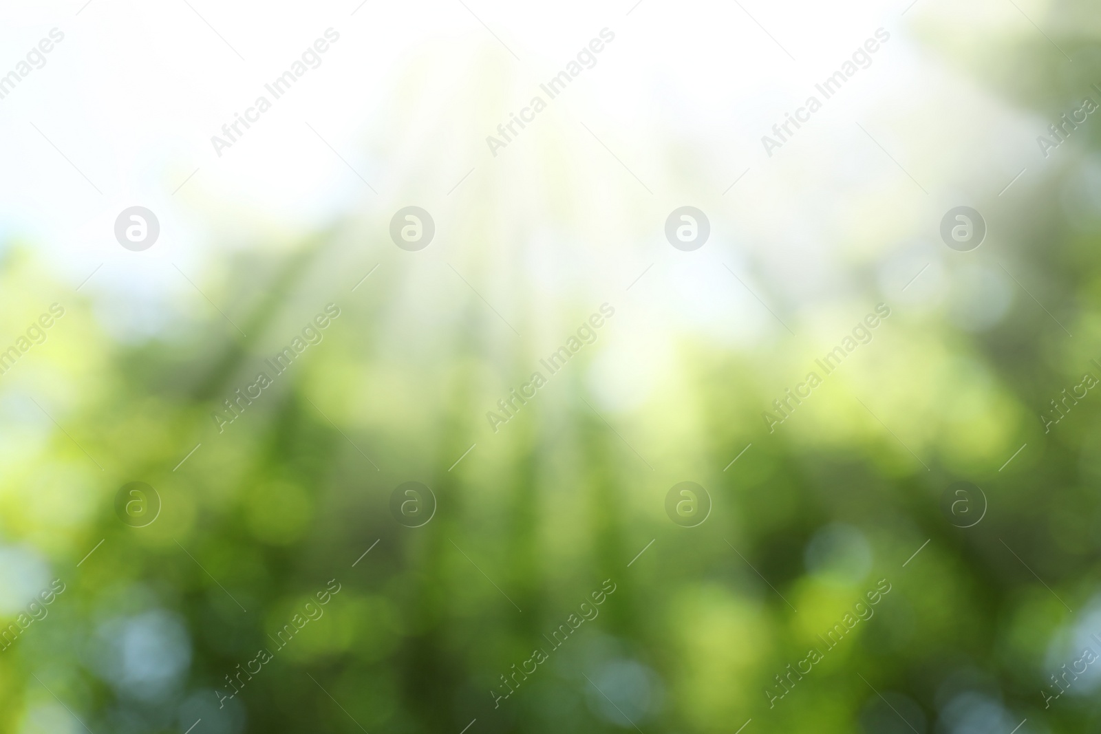 Photo of Blurred view of abstract green background. Bokeh effect