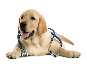 Photo of Cute little dog with stethoscope as veterinarian on white background