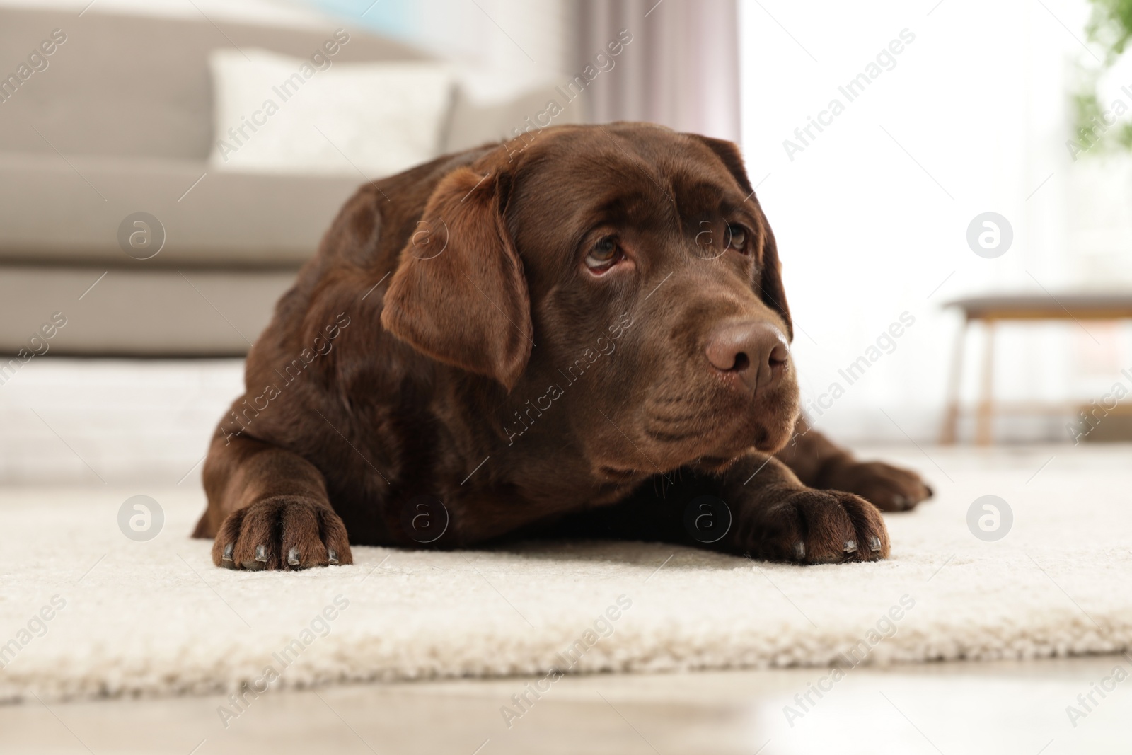 Photo of Chocolate labrador retriever lying on floor indoors