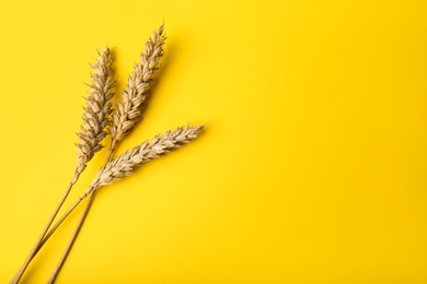 Dried ears of wheat on yellow background, flat lay. Space for text
