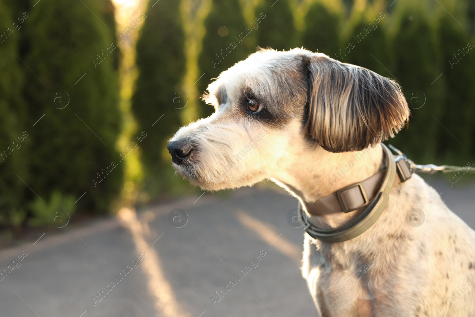 Photo of Cute dog with leash outdoors, closeup. Space for text