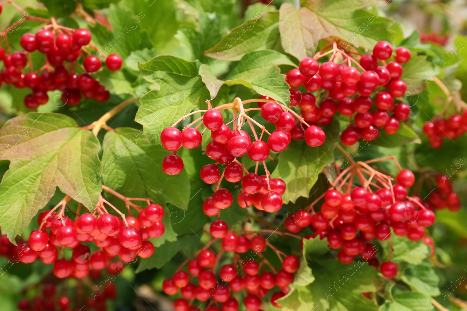 Photo of Beautiful viburnum shrub with ripe berries outdoors