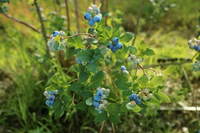 Bush of wild blueberry with berries growing outdoors