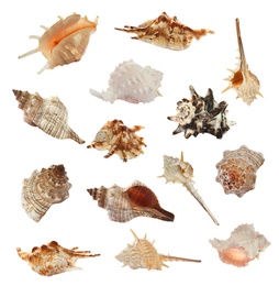 Image of Set of different beautiful sea shells on white background