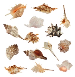 Set of different beautiful sea shells on white background