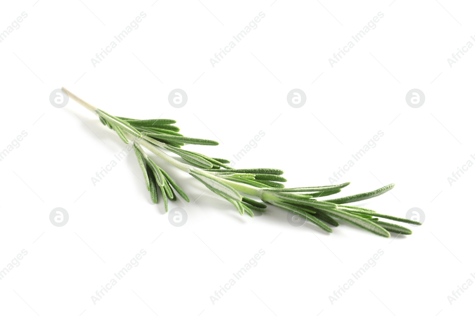 Photo of Fresh rosemary on white background