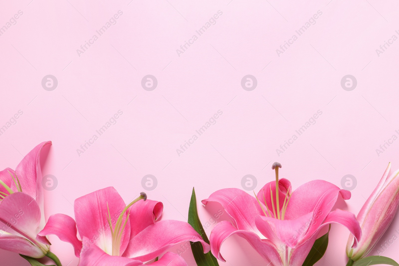 Photo of Beautiful pink lily flowers on color background, top view. Space for text