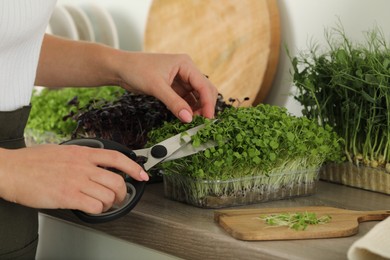 Photo of Woman with scissors cutting fresh microgreens at countertop in kitchen, closeup