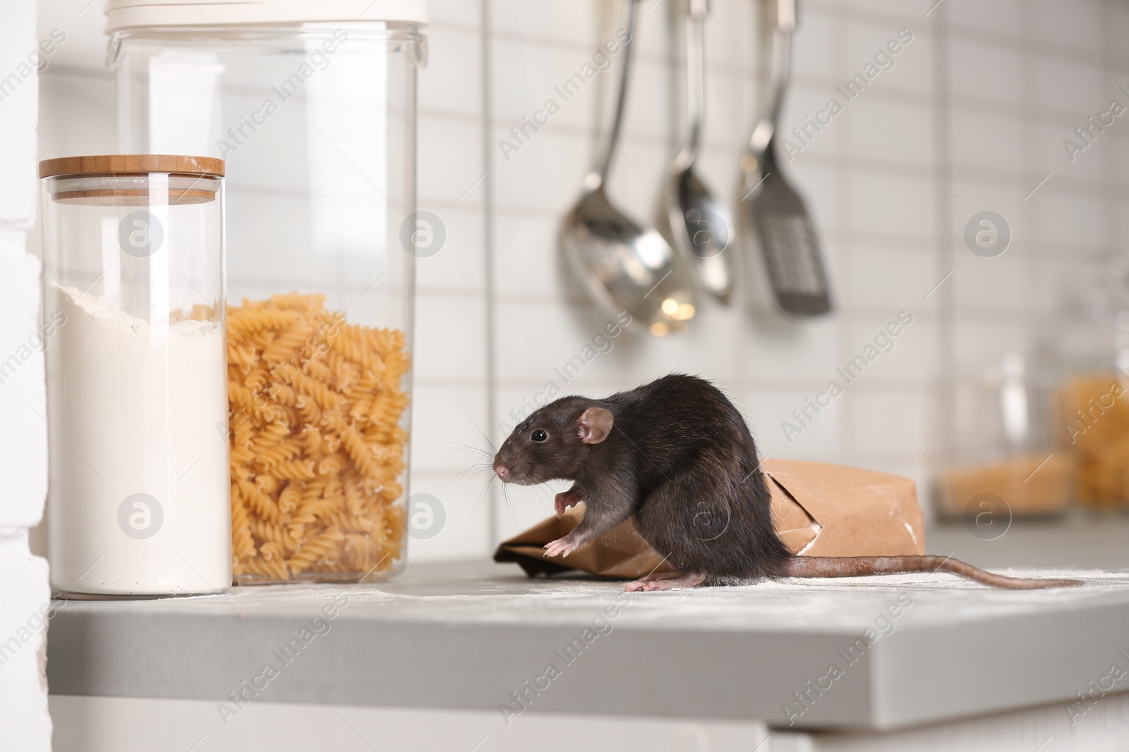 Photo of Rat near gnawed bag of flour on kitchen counter. Household pest