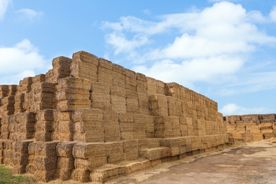 Photo of Many cereal hay bales outdoors. Agriculture industry