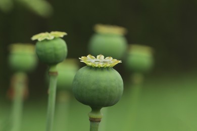 Green poppy heads growing in field, closeup