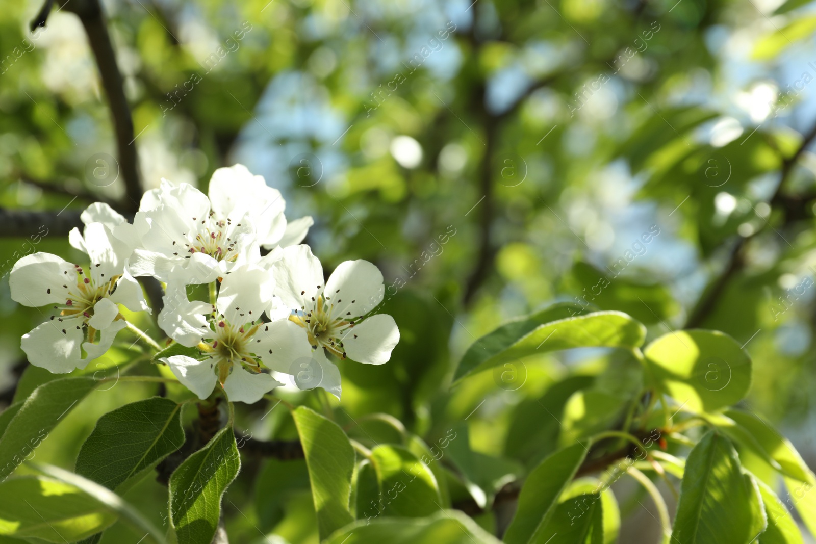 Photo of Beautiful blossoming pear tree outdoors on sunny day, closeup. Space for text