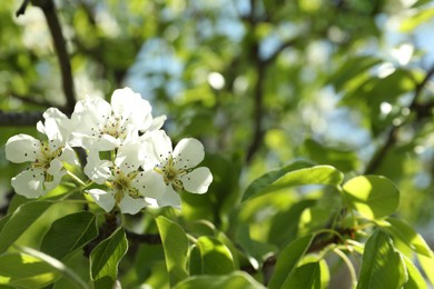 Beautiful blossoming pear tree outdoors on sunny day, closeup. Space for text