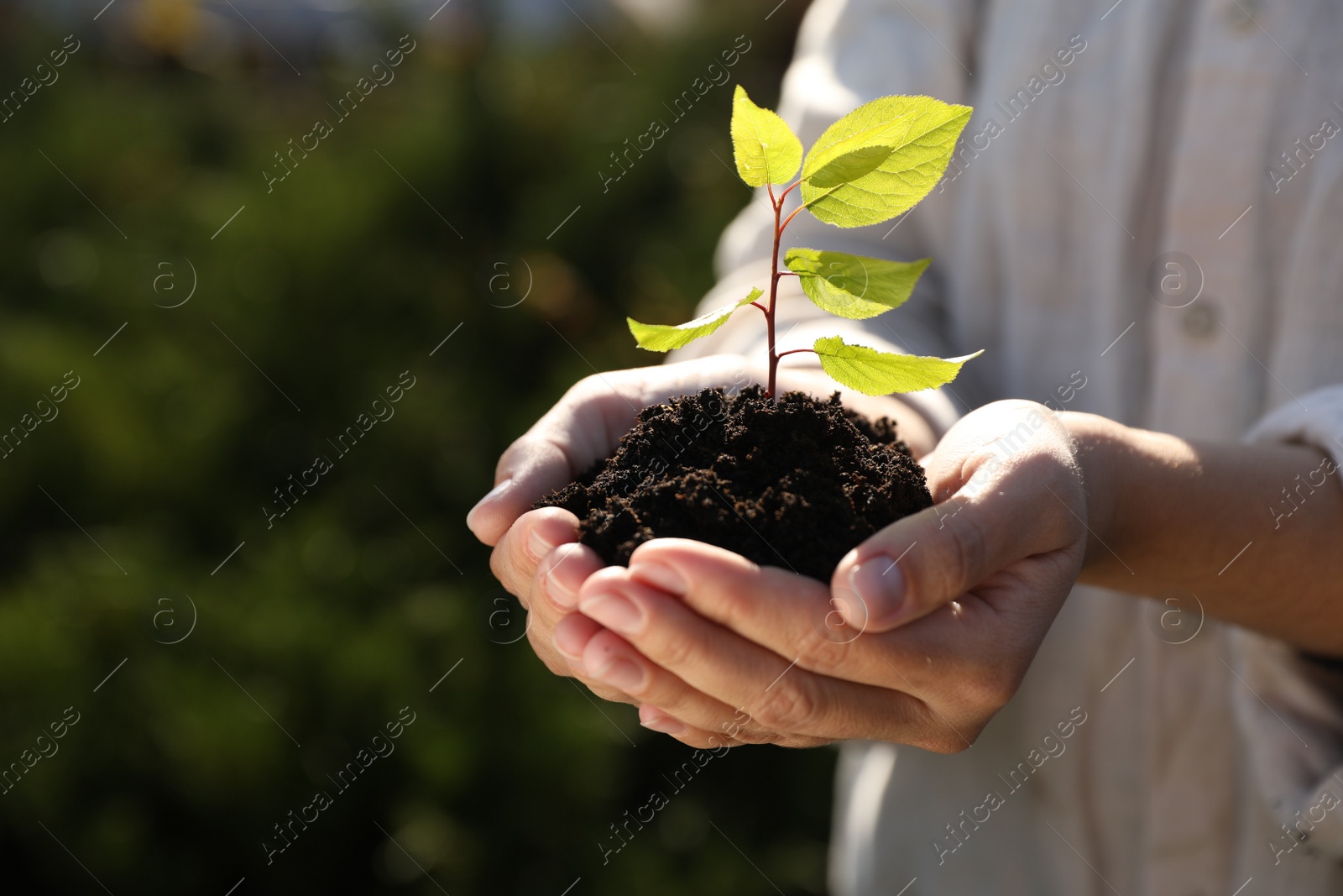 Photo of Woman holding soil with young green seedling, closeup. Planting tree