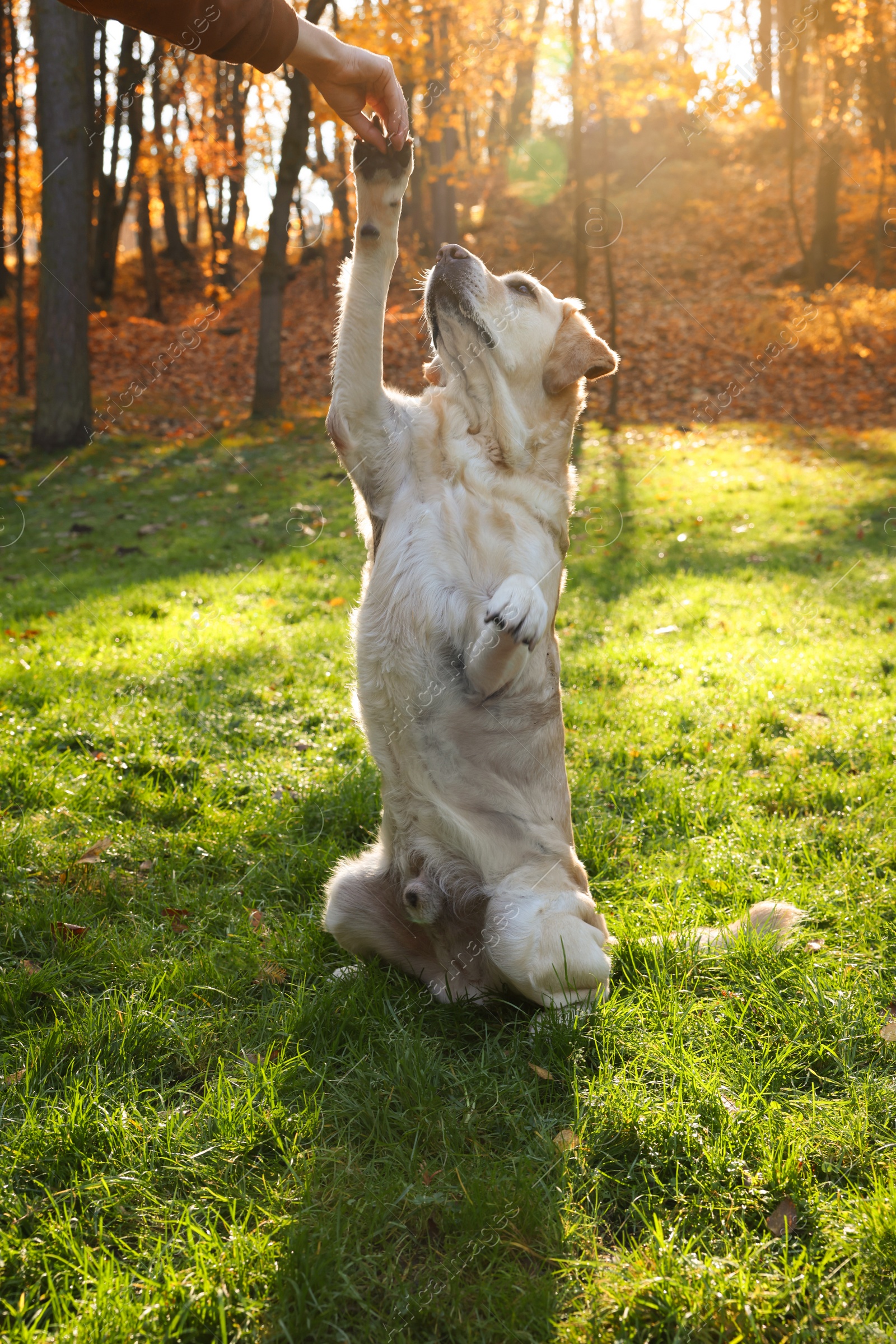 Photo of Cute Labrador Retriever dog giving paw to owner in sunny autumn park, closeup