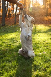 Photo of Cute Labrador Retriever dog giving paw to owner in sunny autumn park, closeup