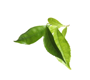 Green leaves of tea plant isolated on white