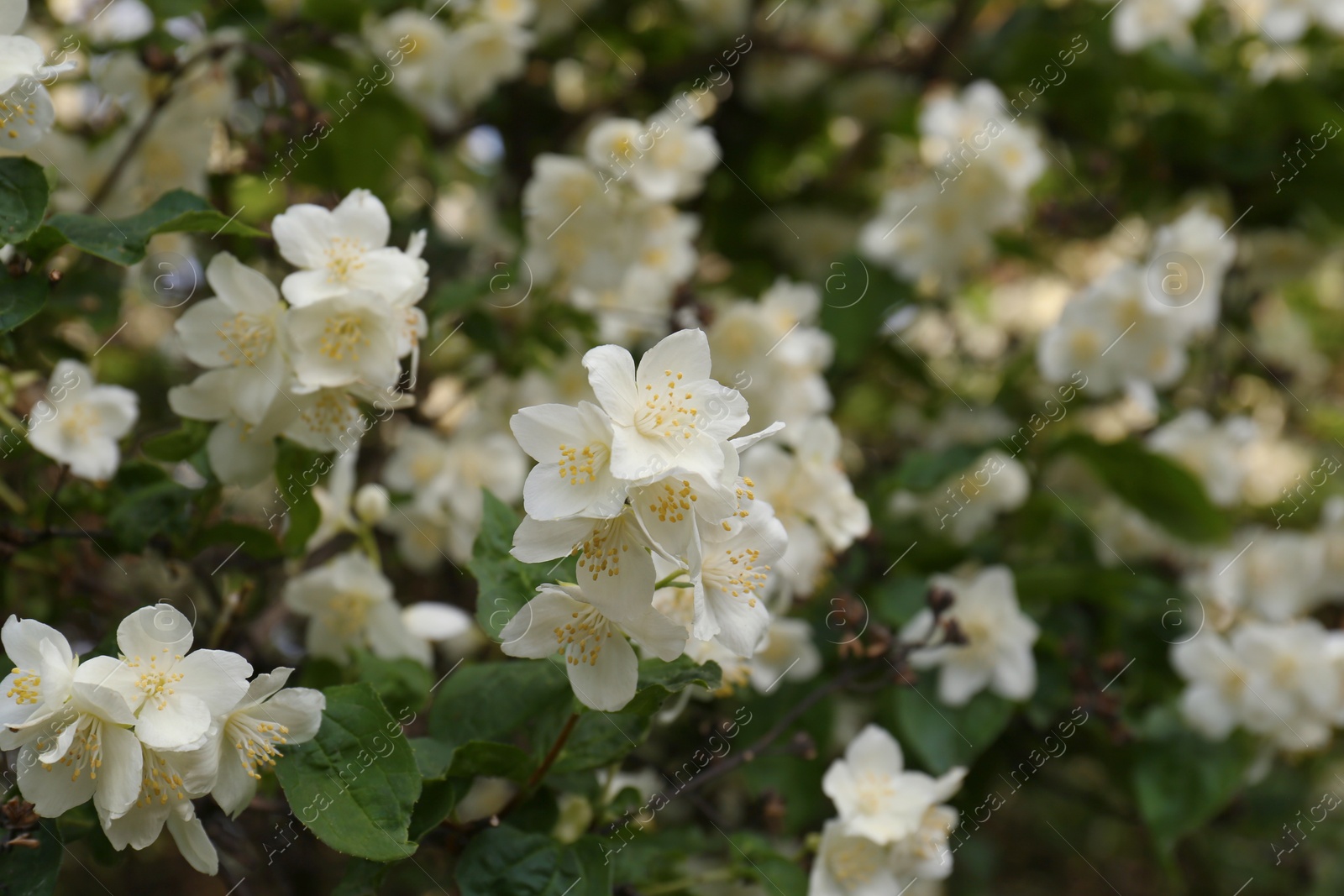 Photo of Beautiful blooming white jasmine shrub outdoors, closeup