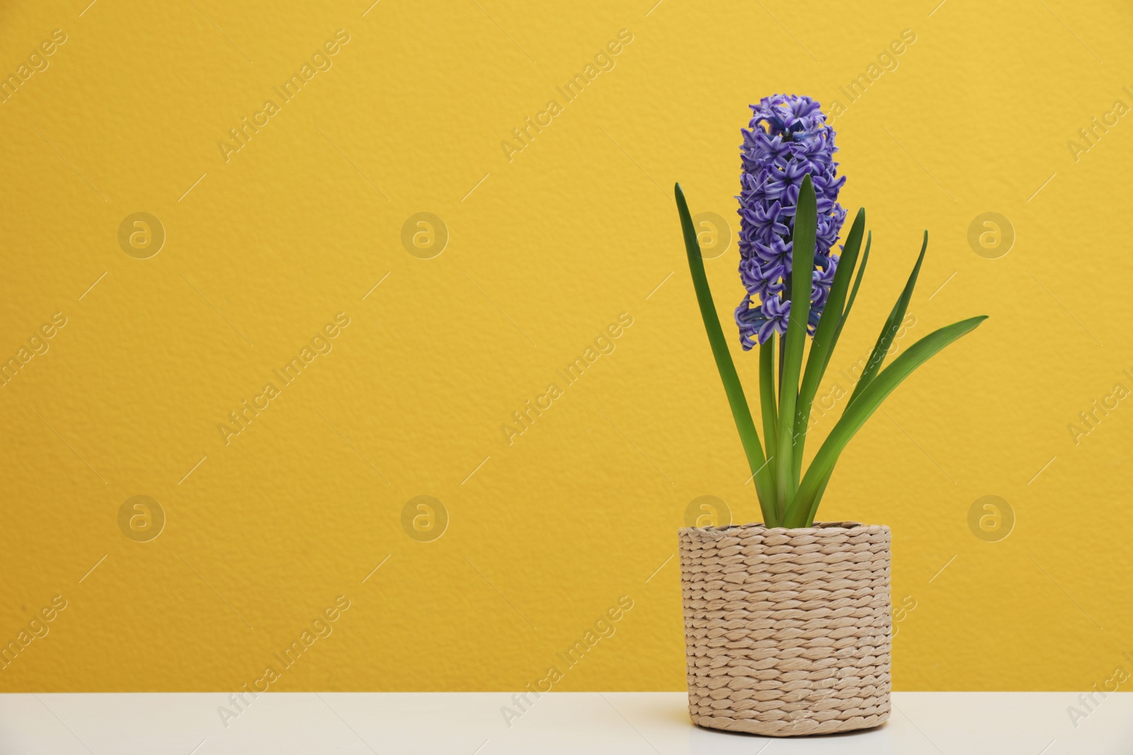 Photo of Beautiful hyacinth in wicker pot on table against color background, space for text. Spring flowers