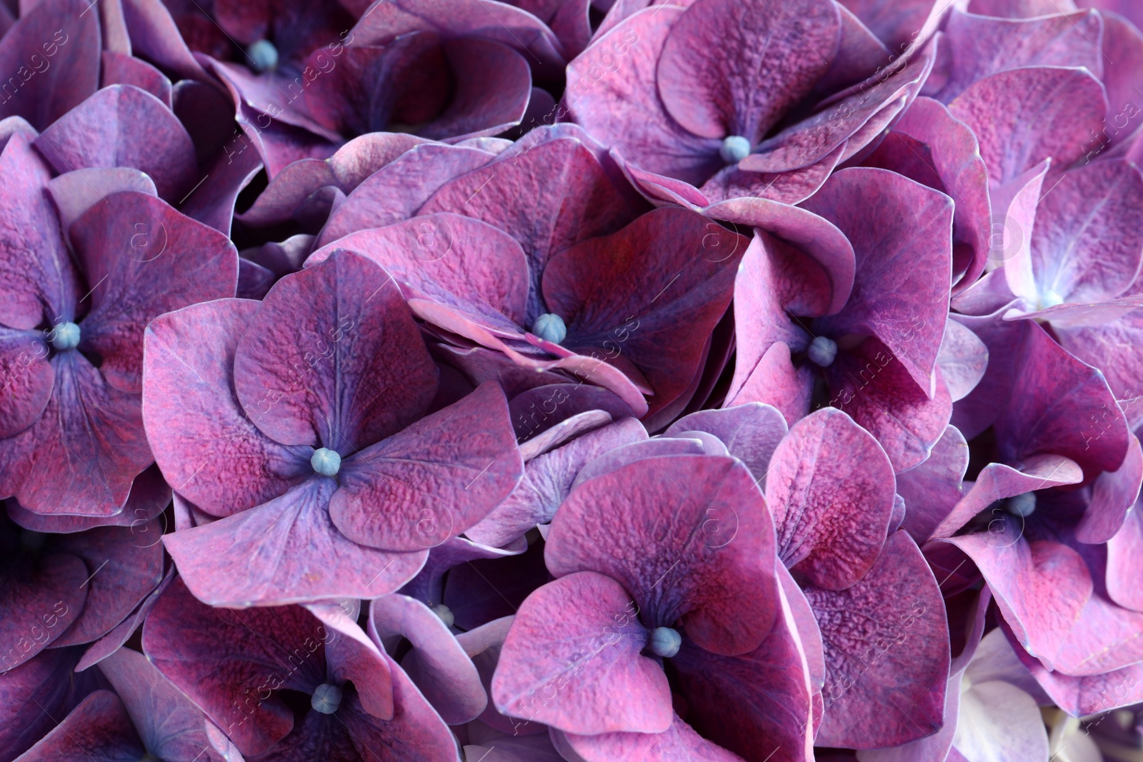 Photo of Beautiful violet hortensia flowers as background, closeup