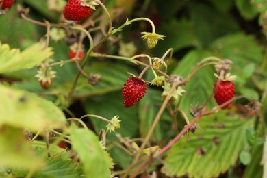 Photo of Small wild strawberries growing outdoors. Seasonal berries