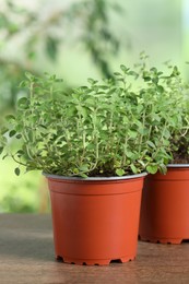 Aromatic potted oregano on wooden table, closeup