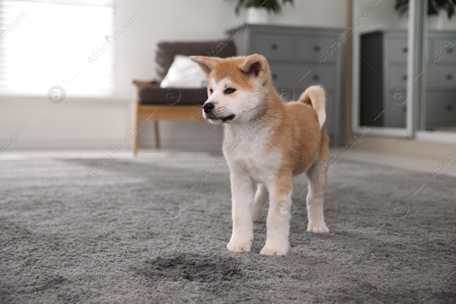 Photo of Adorable akita inu puppy near puddle on carpet at home