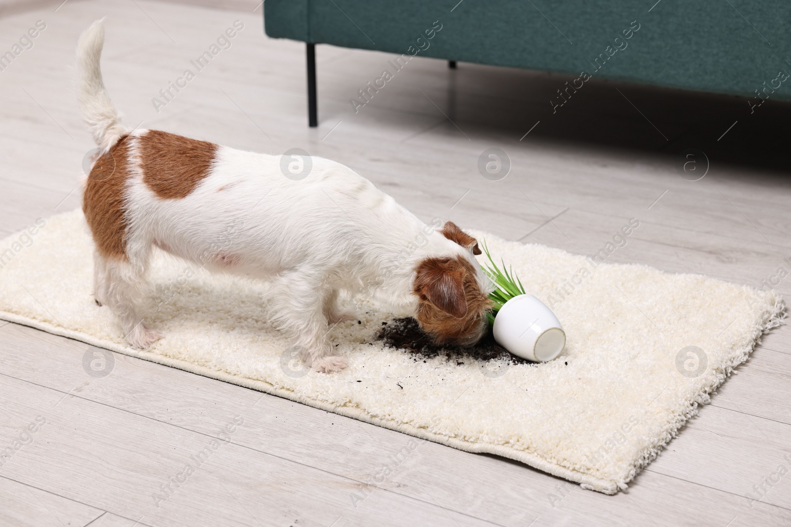 Photo of Cute dog near overturned houseplant on rug indoors