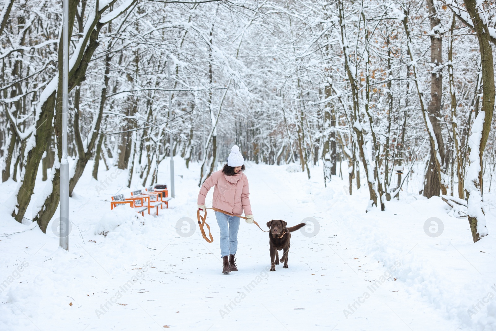 Photo of Woman walking with adorable Labrador Retriever dog in snowy park