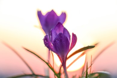 Photo of Fresh purple crocus flowers growing in spring morning at sunrise, closeup