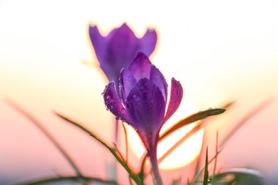 Fresh purple crocus flowers growing in spring morning at sunrise, closeup