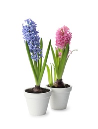 Photo of Beautiful potted hyacinth flowers on white background