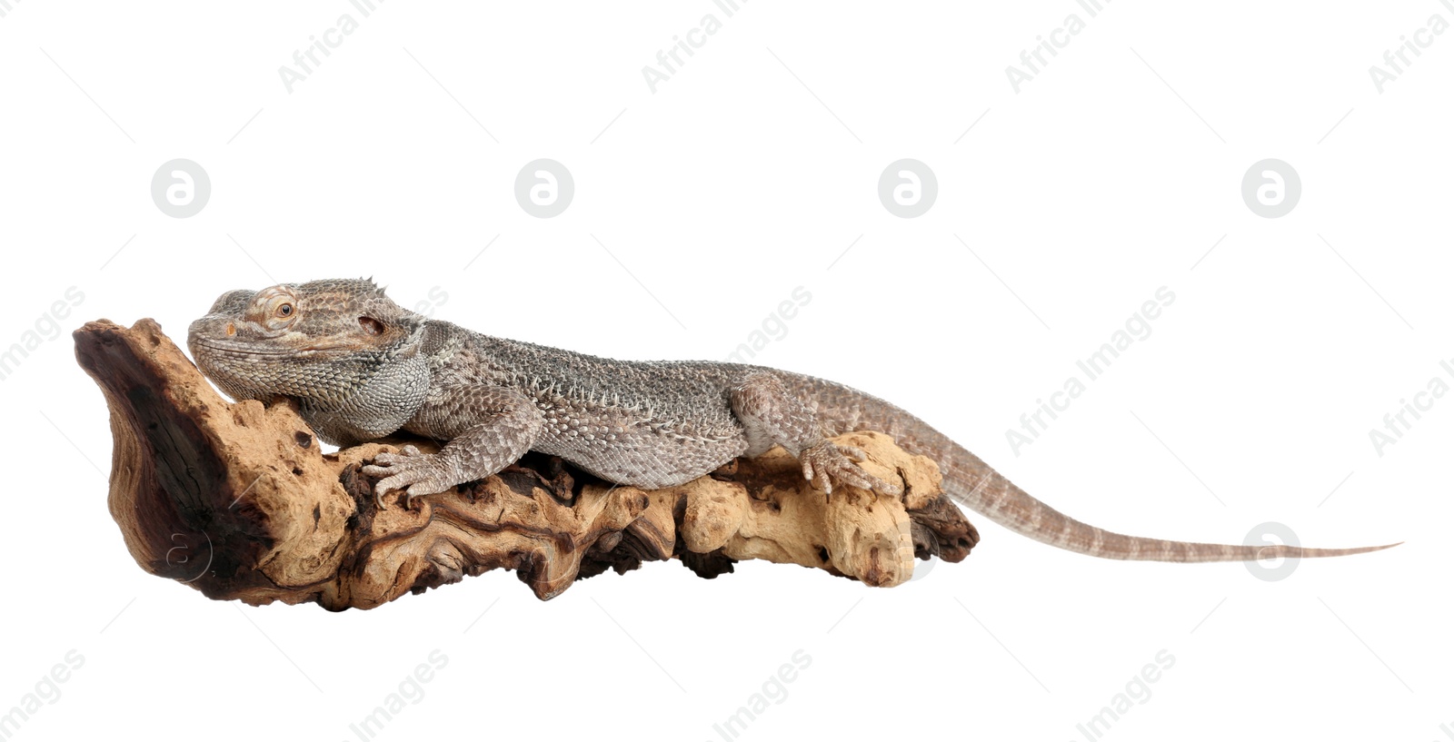 Photo of Bearded lizard (Pogona barbata) and tree branch isolated on white. Exotic pet