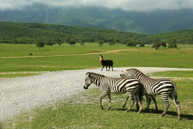 Photo of Beautiful striped African zebras in safari park