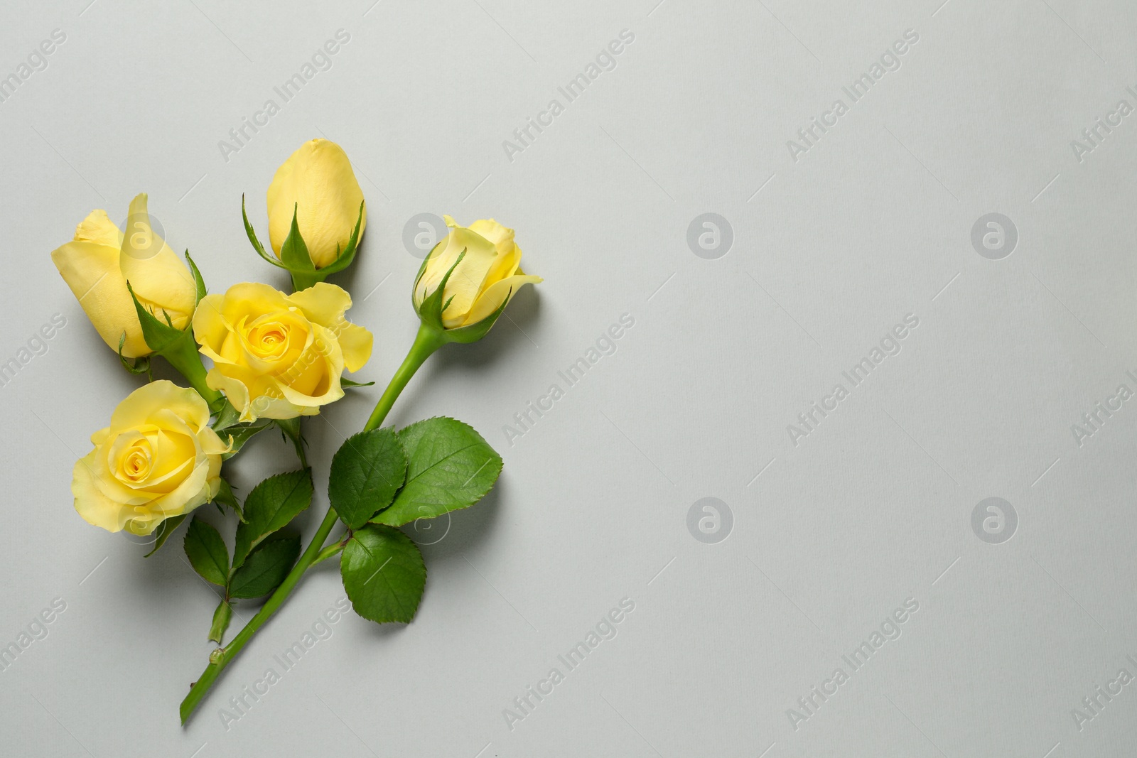 Photo of Beautiful yellow roses on light grey background, flat lay. Space for text