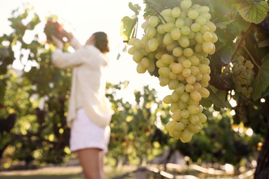 Photo of Woman in vineyard, focus on ripe grape cluster