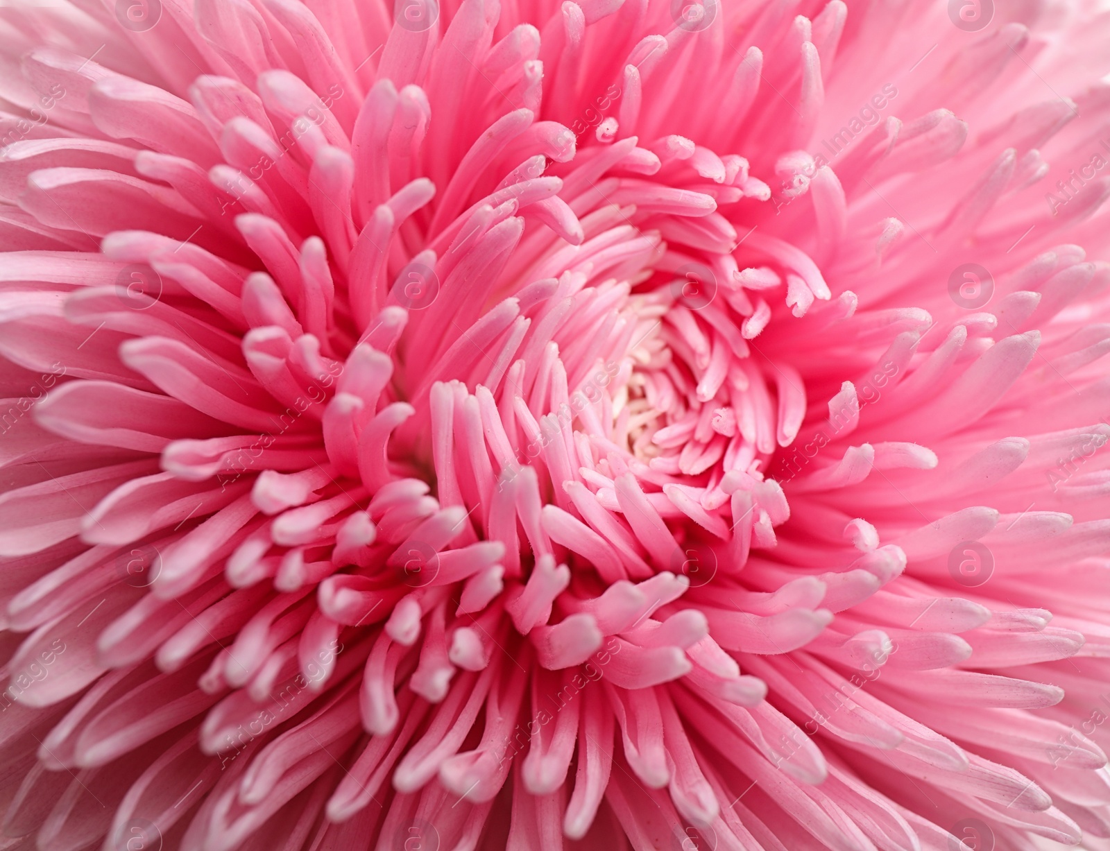 Photo of Beautiful pink aster flower on white background, closeup view