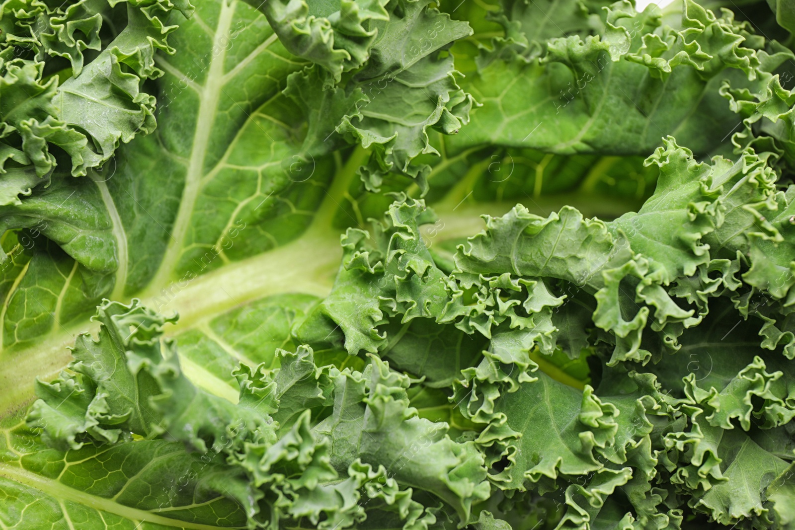 Photo of Fresh green kale leaves as background, closeup